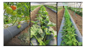 Aide régional occitanie