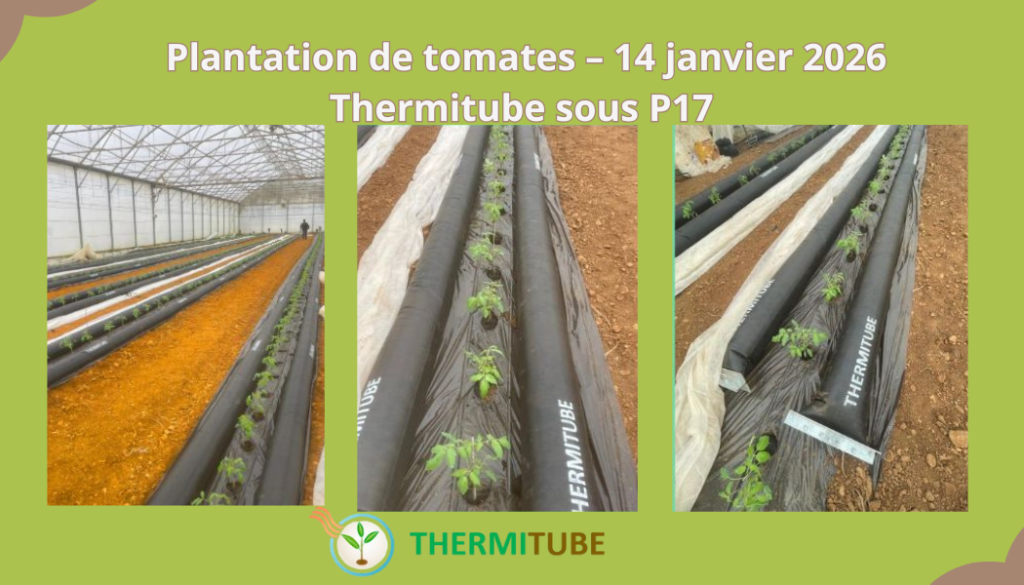 Plantation Thermitube