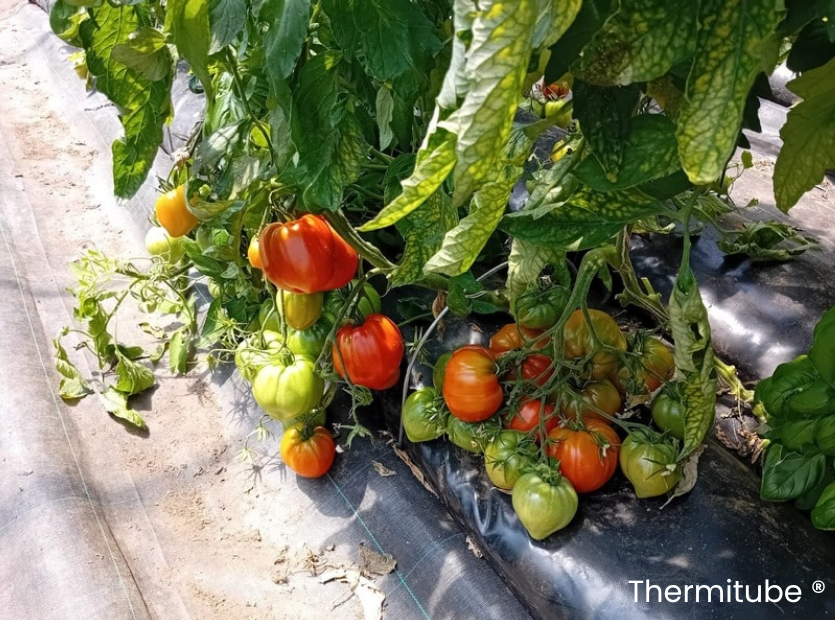 Passives Solargewächshaus für den Tomatenanbau